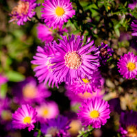 Aster nain d'automne Anneke - Bakker
