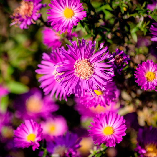 Aster nain d'automne Anneke - Bakker
