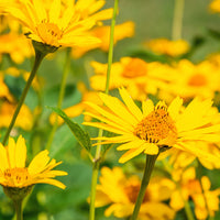 Arnica montana - Arnica des montagnes - Vivaces sauvages