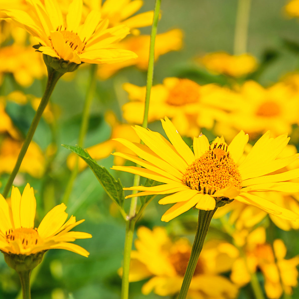 Arnica montana - Arnica des montagnes - Vivaces sauvages