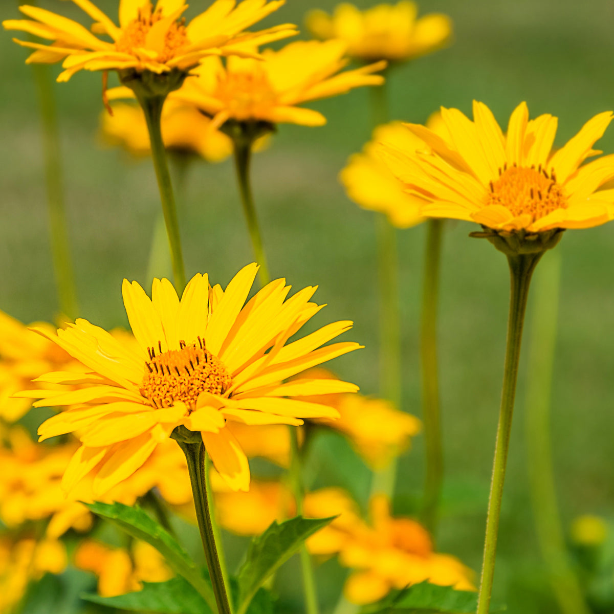 Arnica des montagnes - Arnica montana - Bakker