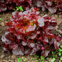 Laitue batavia Rouge Bocado - Lactuca sativa capitata Bocado - Bakker