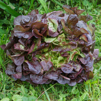 Laitue batavia Rouge Bocado - Bakker