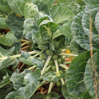 Chou de Bruxelle Bright F1 - Brassica oleracea gemmifera Bright F1 - Bakker