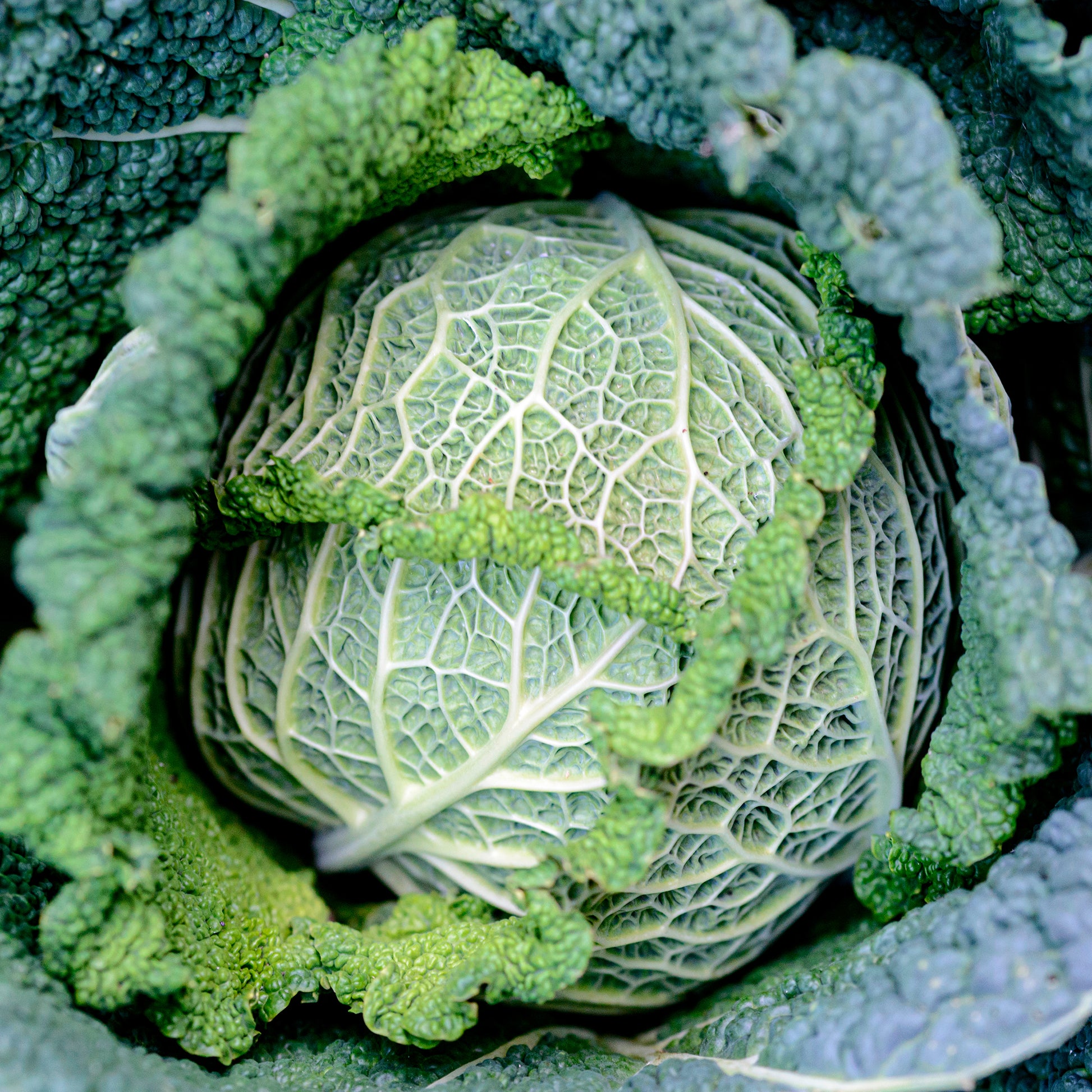 Brassica oleracea sabauda Manon F1 - Chou de Milan Manon F1 - Plants potagers