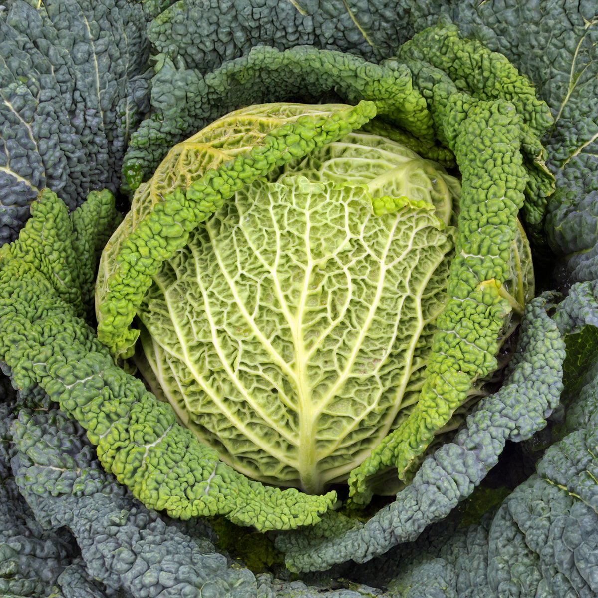 Chou de Milan Manon F1 - Bakker