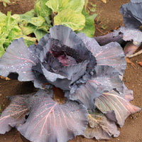 Plants potagers - Chou rouge Fuego F1 - Brassica oleracea capitata Fuego F1