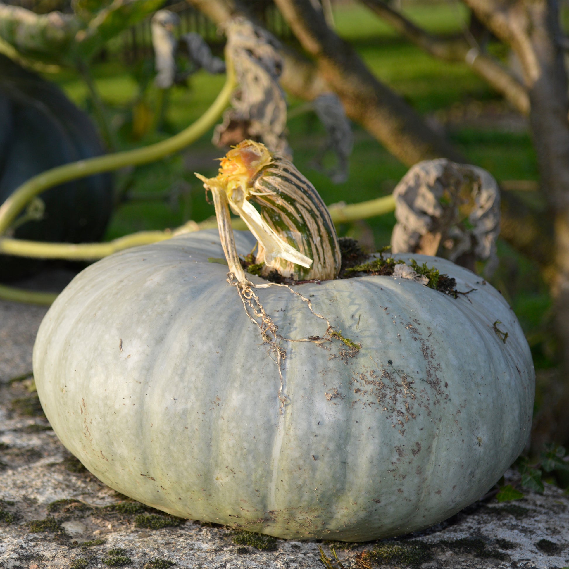 Potiron bleu de Hongrie - Cucurbita maxima Bleu de Hongrie - Bakker