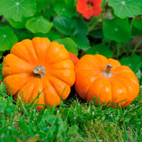 Graines de courges - Courge Jack Be Little - Cucurbita pepo Jack Be Little