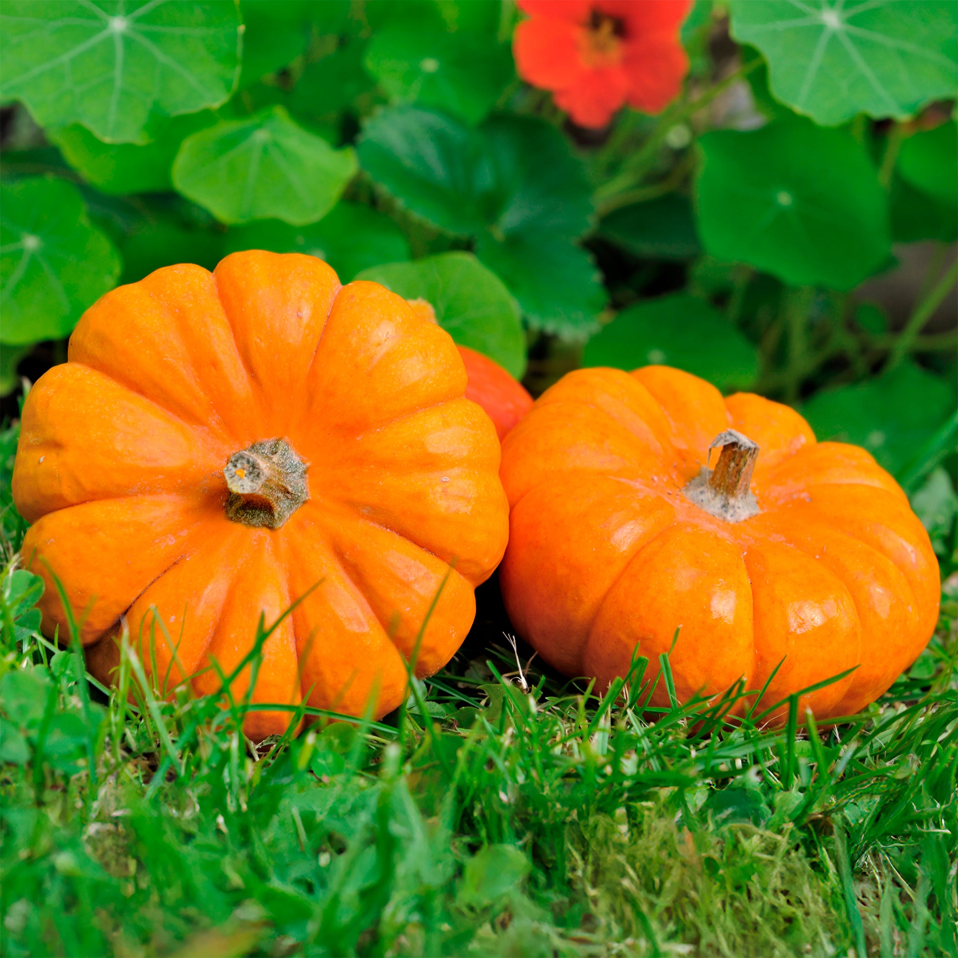 Graines de courges - Courge Jack Be Little - Cucurbita pepo Jack Be Little