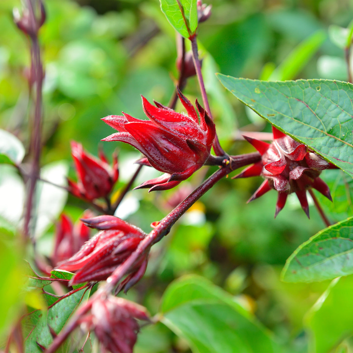 Hibiscus sabdariffa - Oseille de Guinée