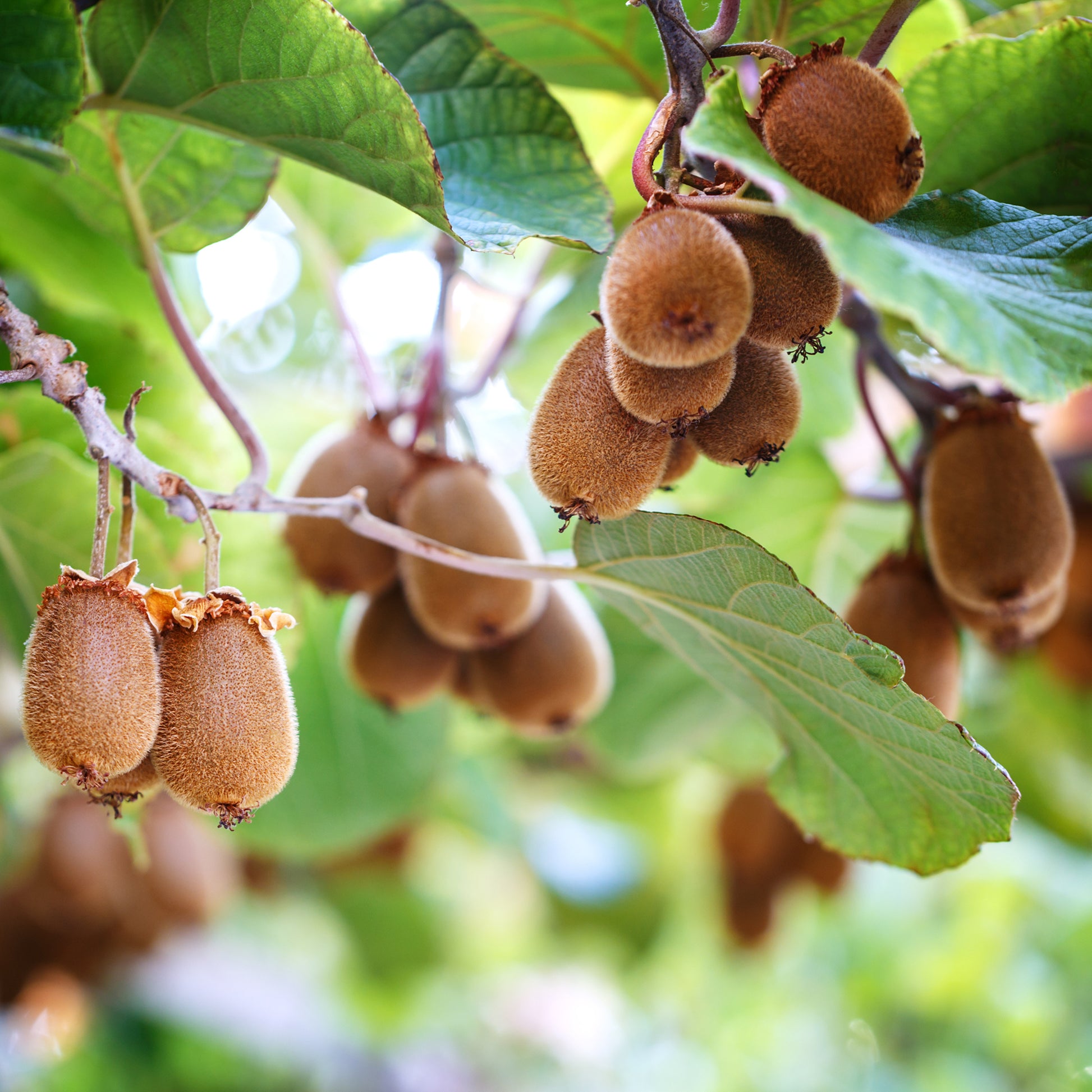 Kiwi autofertile Herma® - Bakker