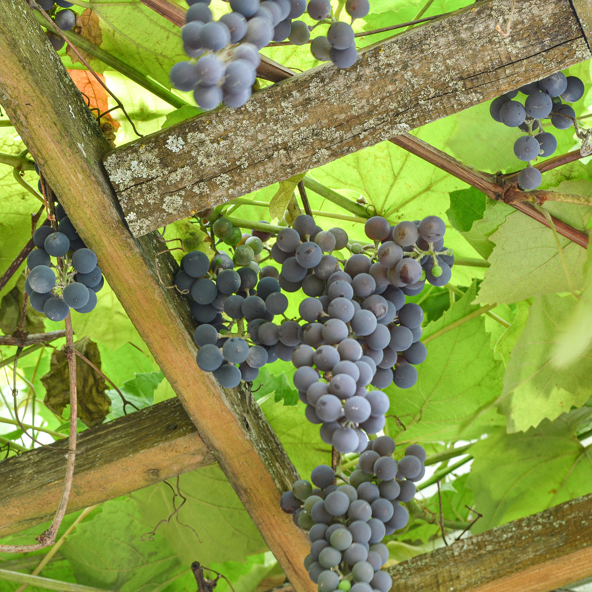 Vigne Isabella - Vitis vinifera Isabella - Bakker