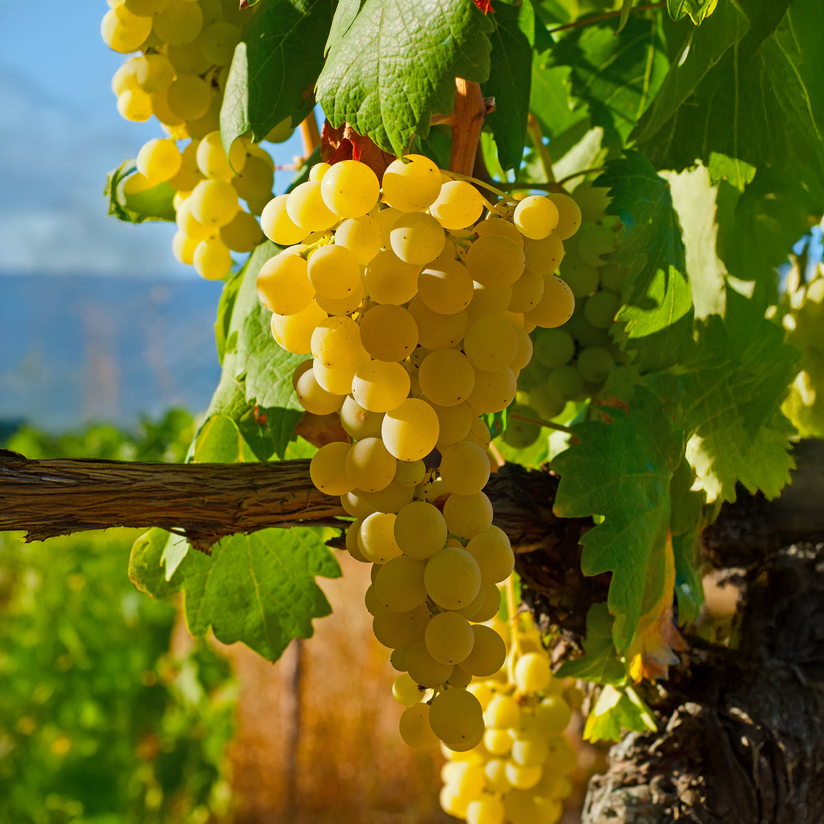 Vigne fraise Noah - Vitis vinifera Noah - Bakker