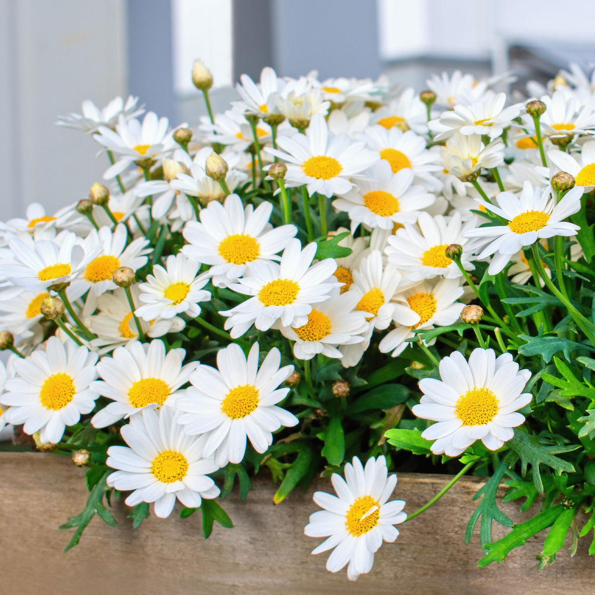 Fleurs pour terrasses et balcons - Marguerite des Canaries - Argyranthemum frutescens