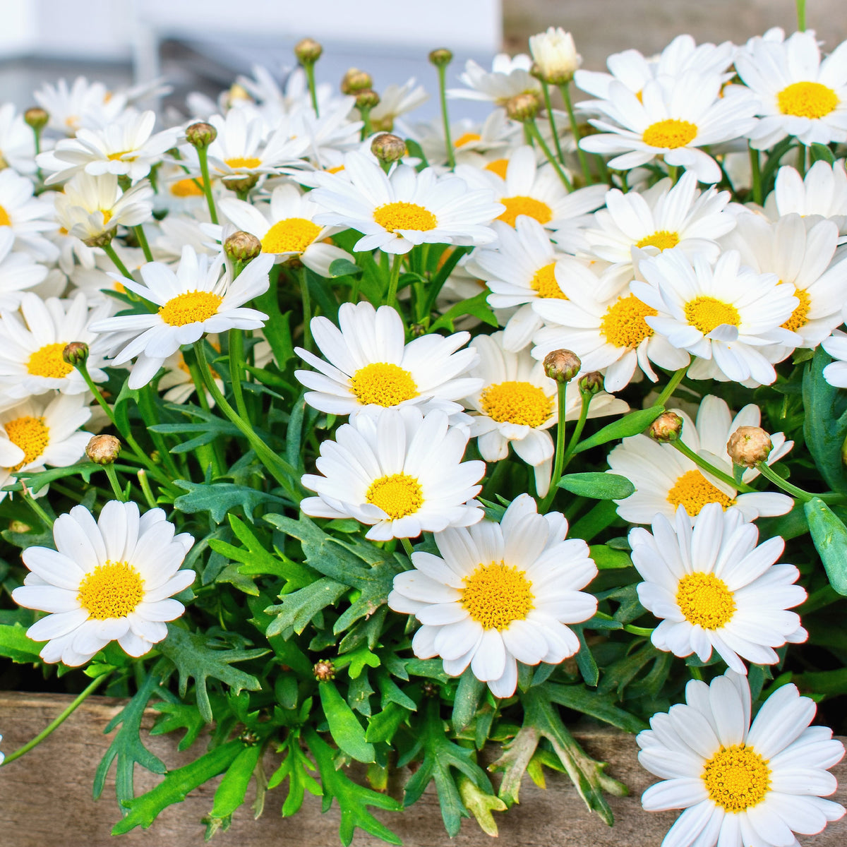 Argyranthemum frutescens - Marguerite des Canaries - Fleurs pour terrasses et balcons