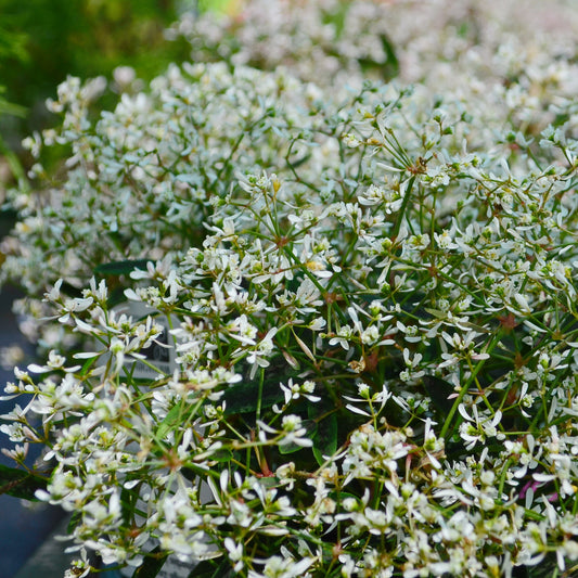 Euphorbe Diamond Frost - Bakker