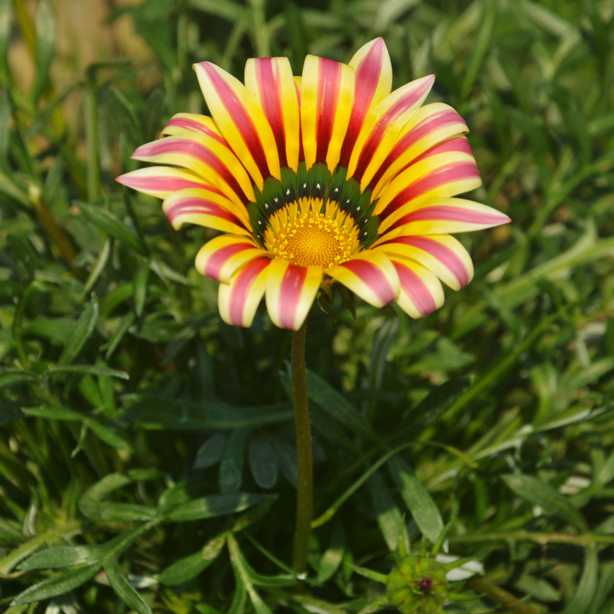 Gazania Big Kiss Yellow Flame - Bakker