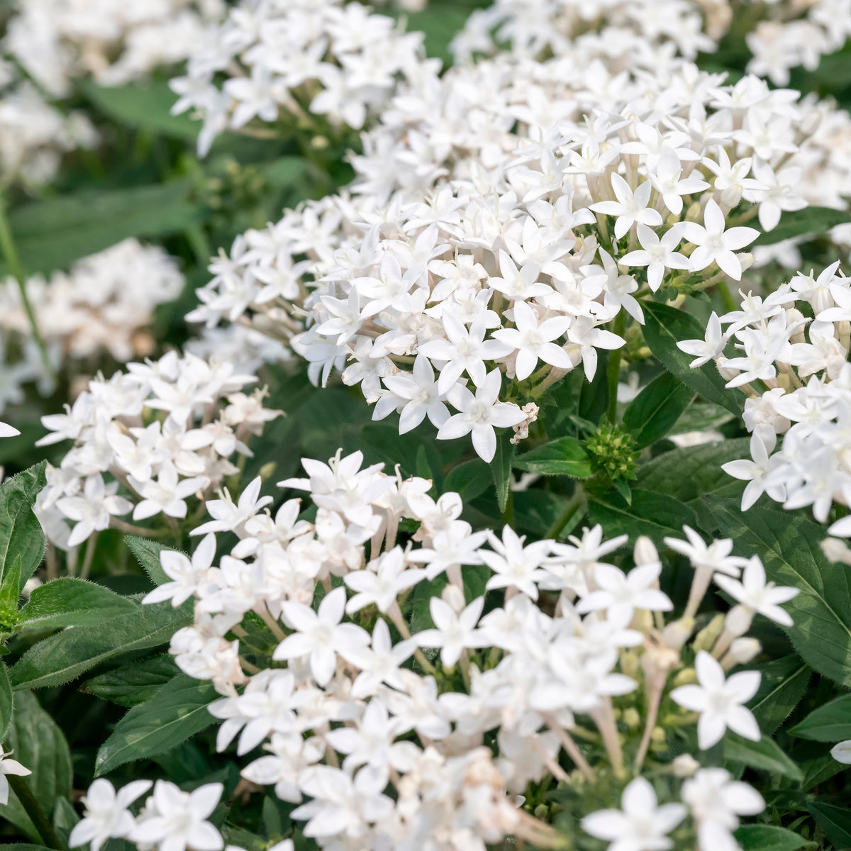 Pentas blanc - Pentas lanceolata - Bakker