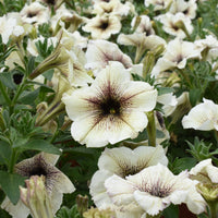 Pétunia à cœur marron - Bakker