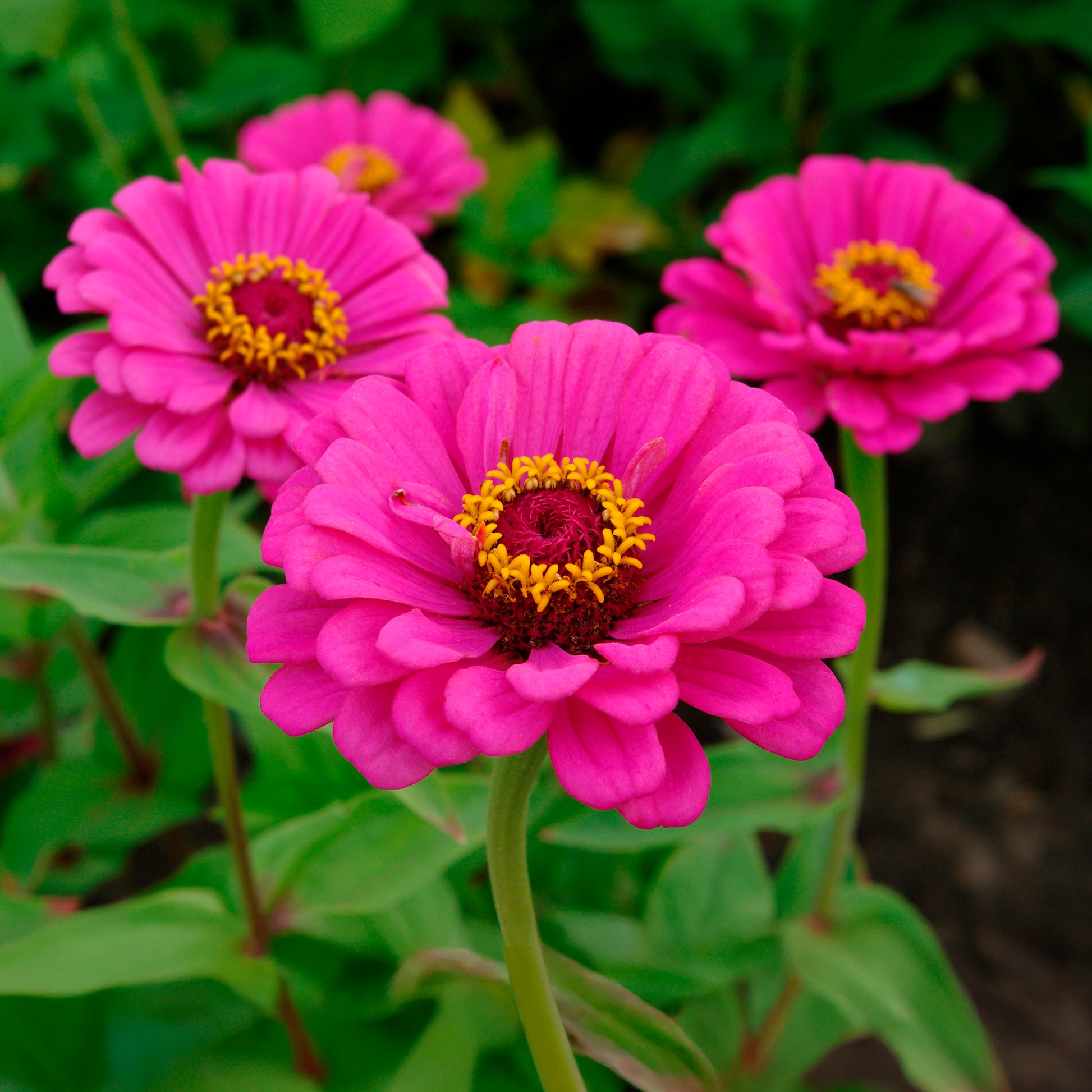 Zinnia fuchsia - Bakker