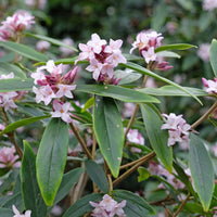 Daphne bholua Spring Beauty® - Daphne Spring Beauty® - Arbustes fleuris