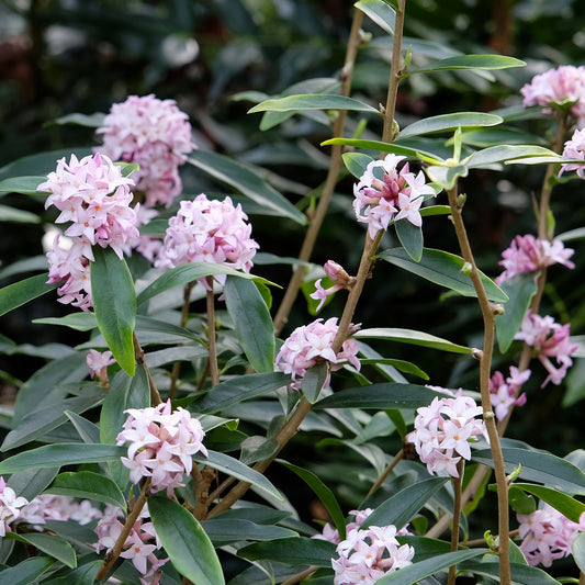 Daphne Spring Beauty® - Bakker