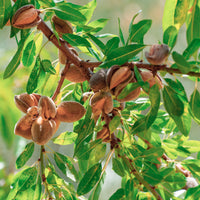 Prunus amygdalus Dulcis - Amandier - Fruitiers à coques