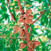 Fruitiers à coques - Amandier - Prunus amygdalus Dulcis