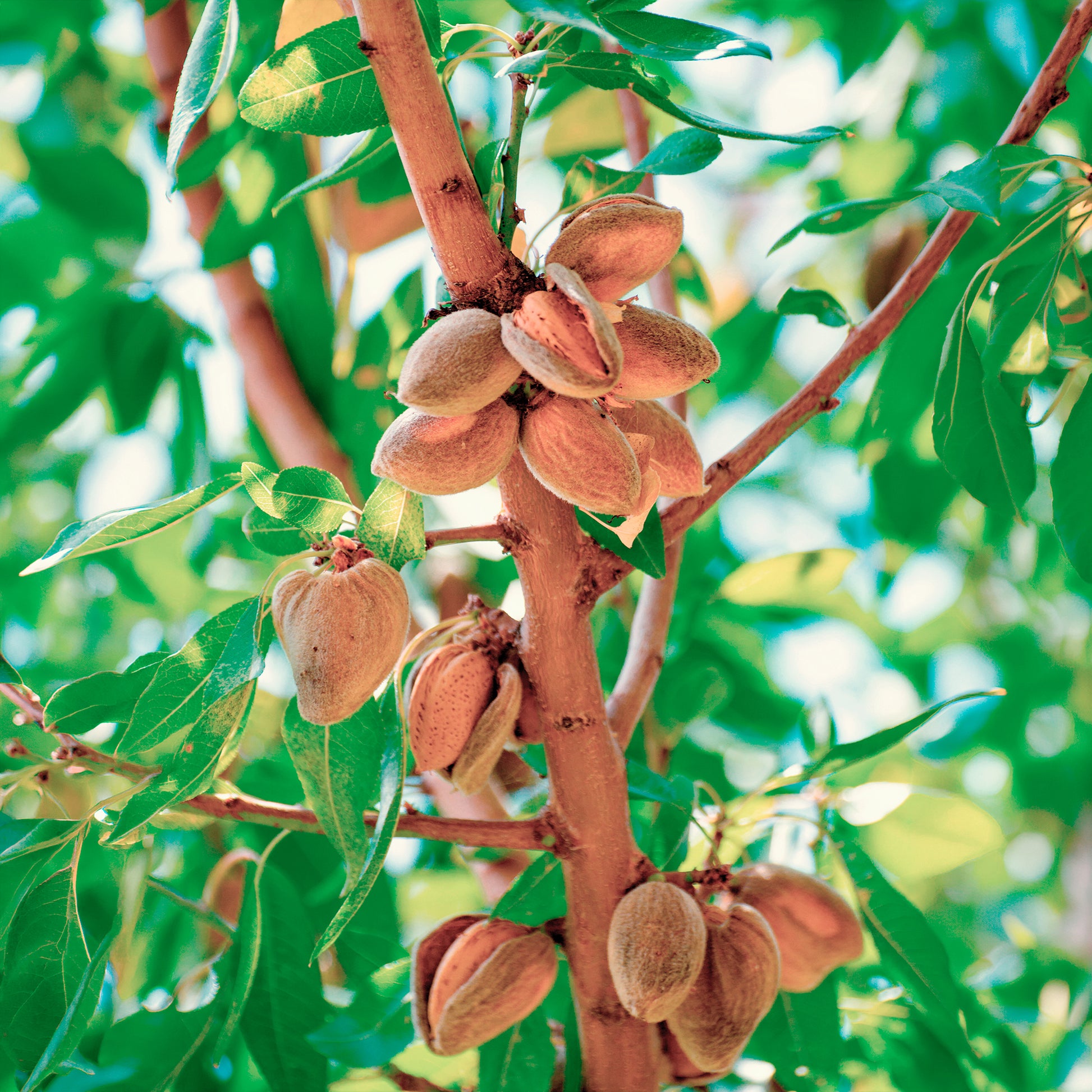 Fruitiers à coques - Amandier - Prunus amygdalus Dulcis