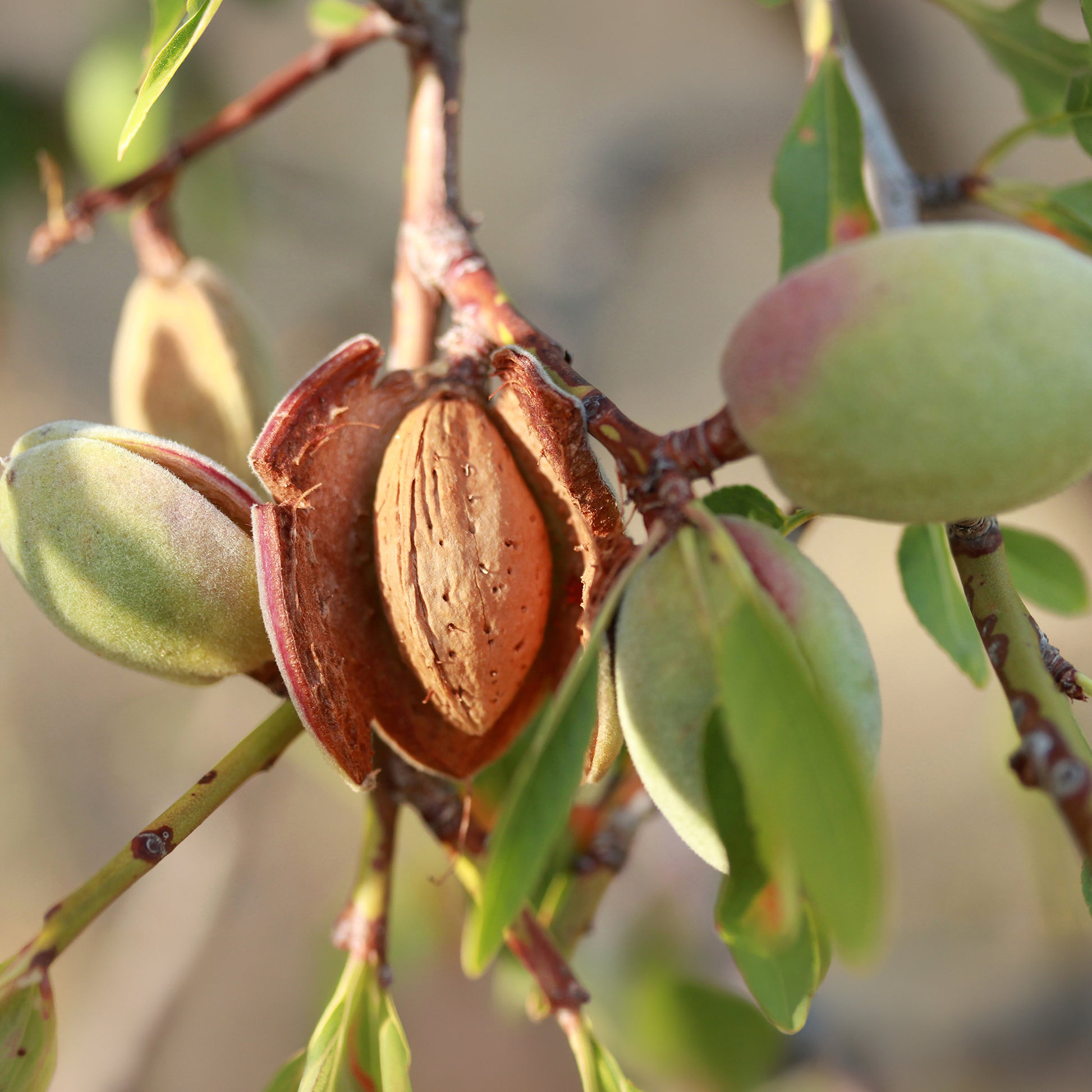 Vente Amandier - Prunus amygdalus Dulcis