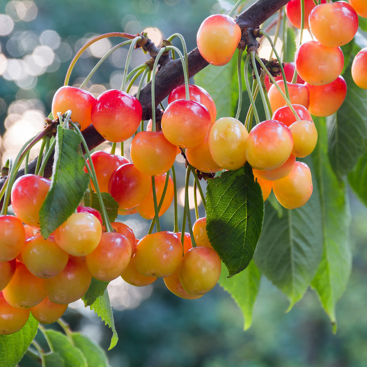 Cerisier Bigarreau de Büttner - Prunus avium Büttners Rote Knorpelkirsche - Bakker