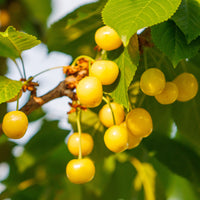 Prunus avium Dönissens Gelbe Knorpelkirsche - Cerisier Bigarreau Jaune de Donissen - Cerisiers