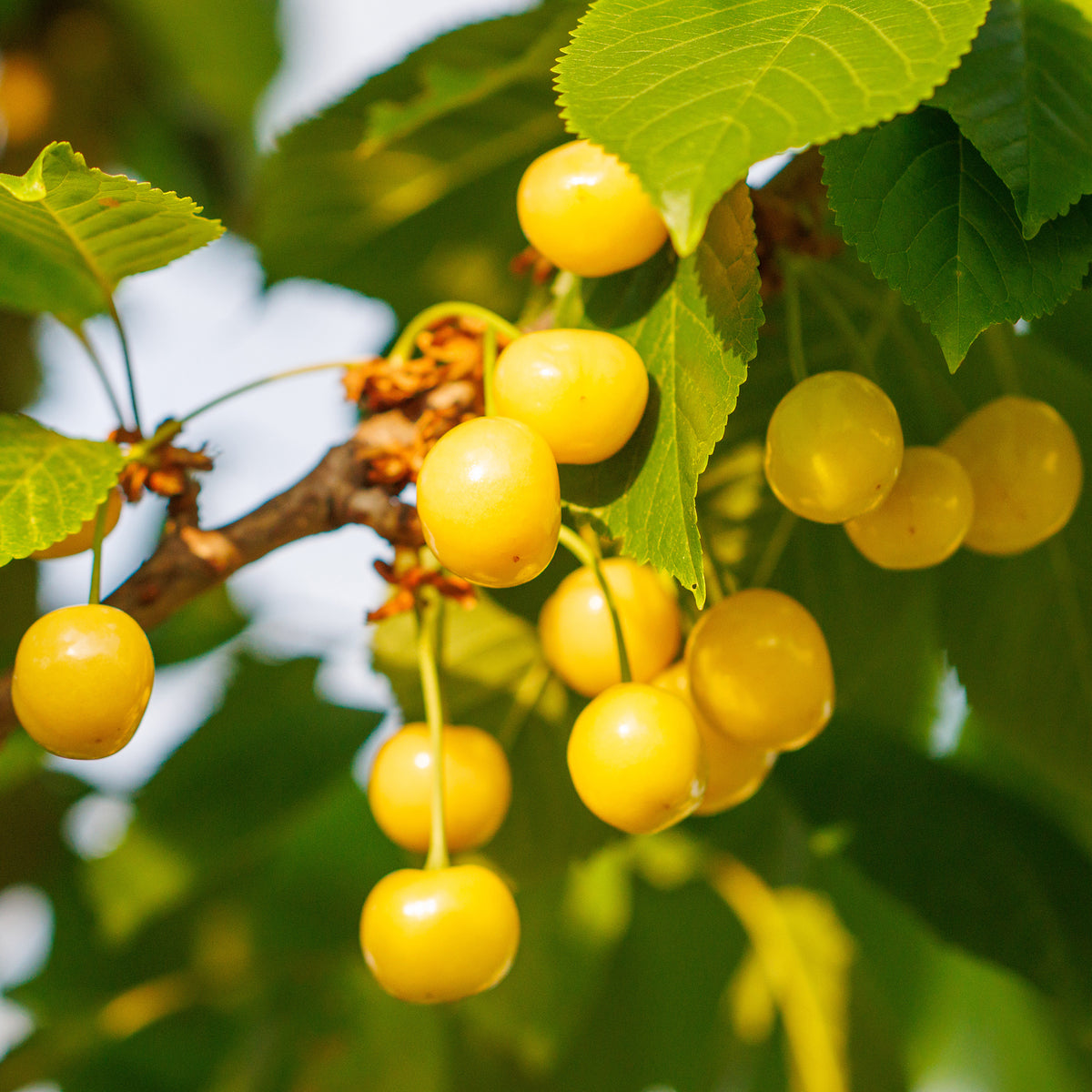Prunus avium Dönissens Gelbe Knorpelkirsche - Cerisier Bigarreau Jaune de Donissen - Cerisiers