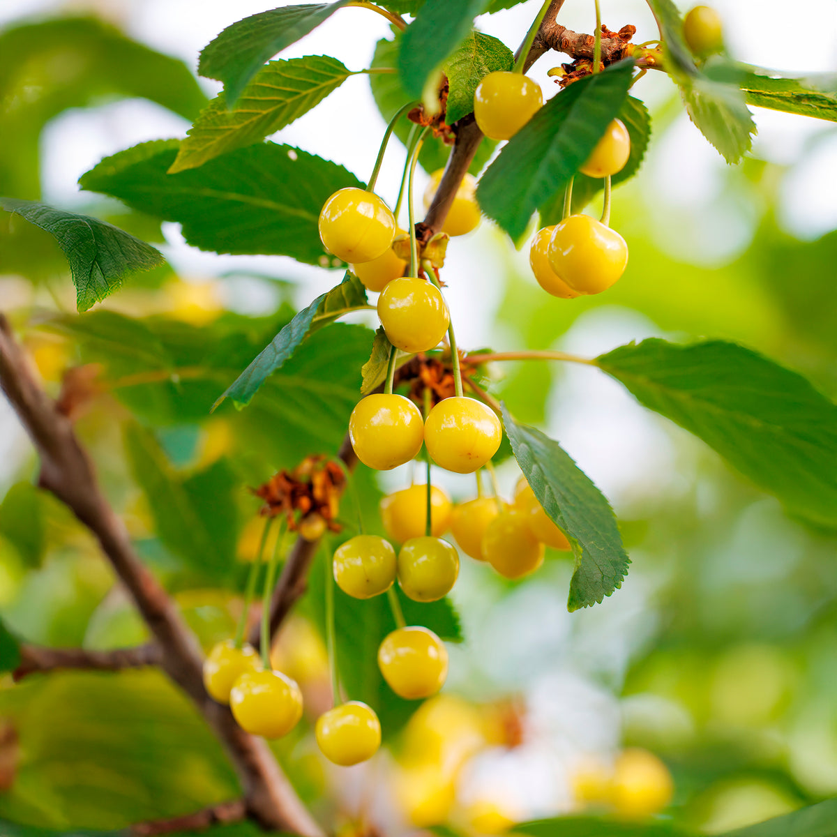 Cerisier Bigarreau Jaune de Donissen - Prunus avium Dönissens Gelbe Knorpelkirsche - Bakker