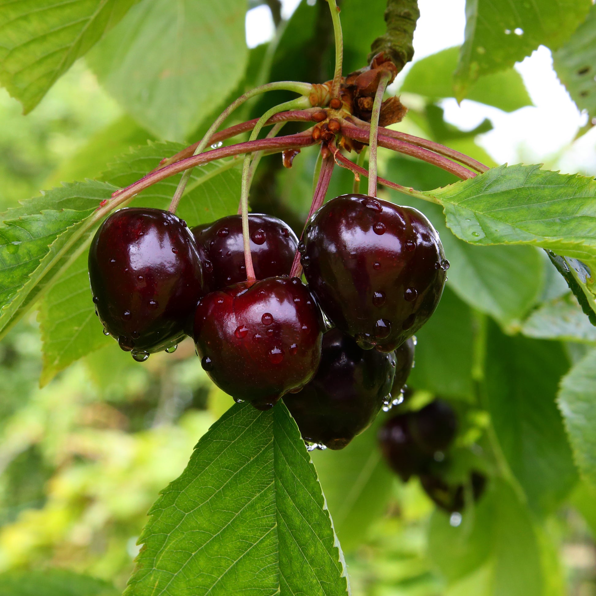 Cerisier Bigarreau Noire - Bakker