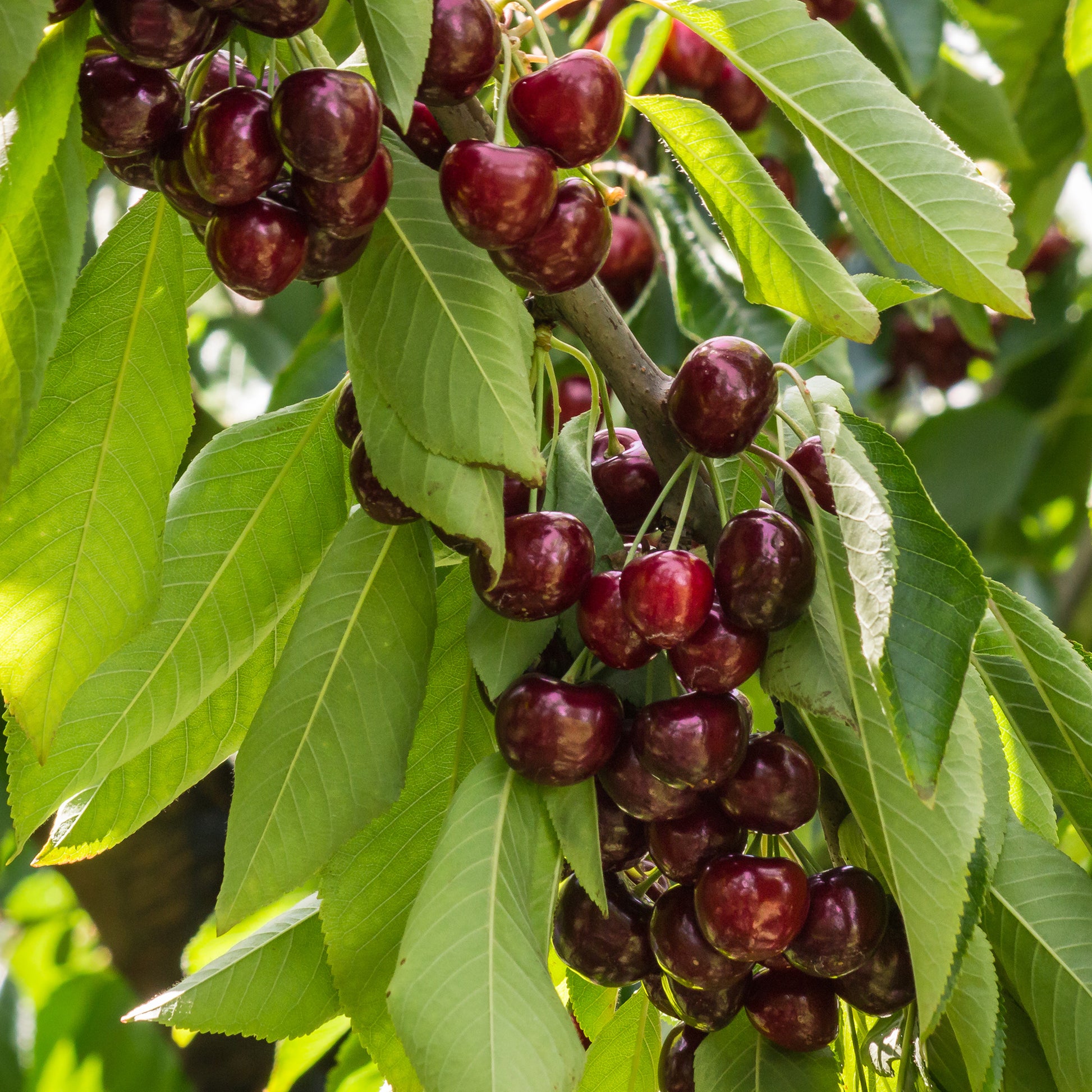 Cerisier Stella autofertile - Prunus avium Stella - Bakker