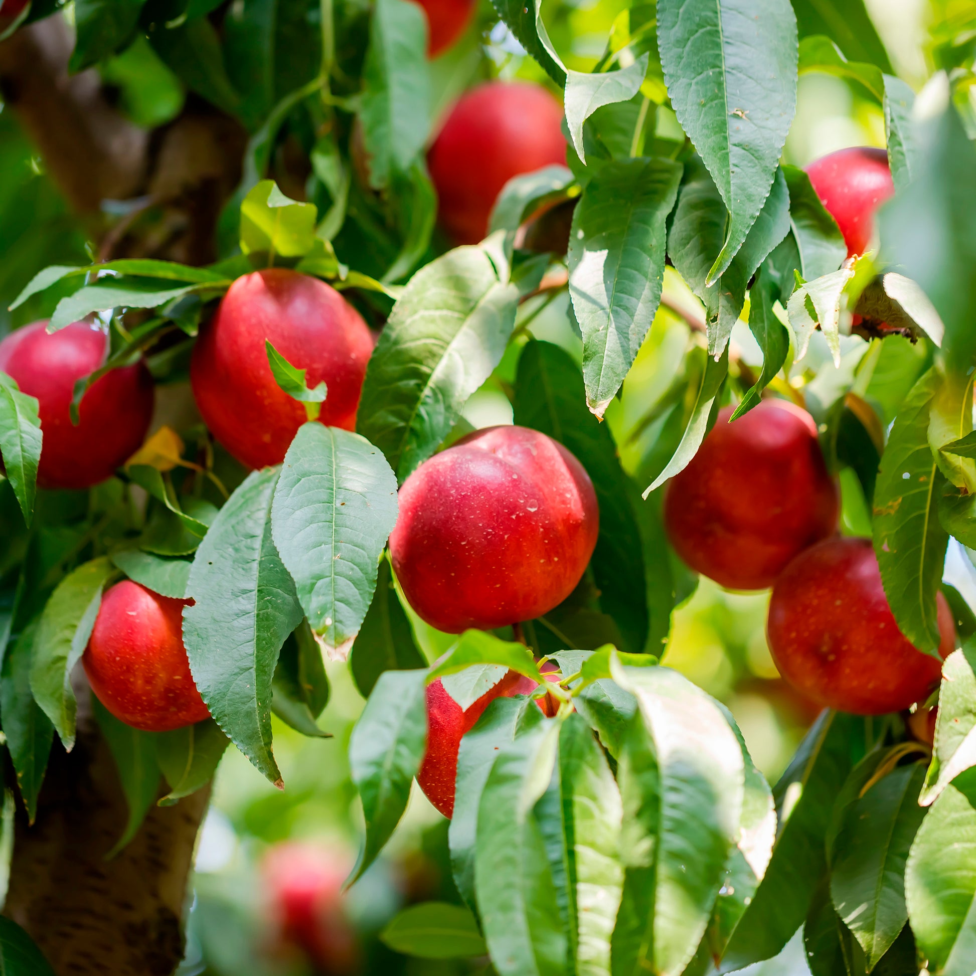 Prunus persica nucipersica Flavor Top - Nectarine Flavor Top - Nectarine