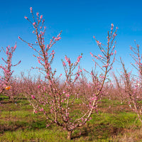 Nectarine - Nectarine Flavor Top - Prunus persica nucipersica Flavor Top