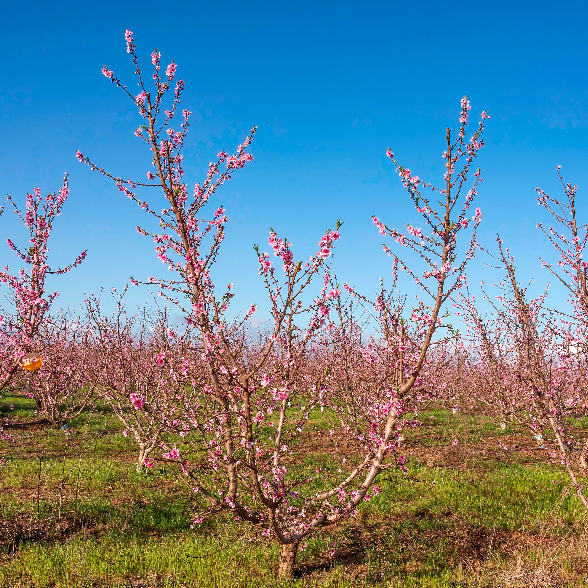 Nectarine - Nectarine Flavor Top - Prunus persica nucipersica Flavor Top