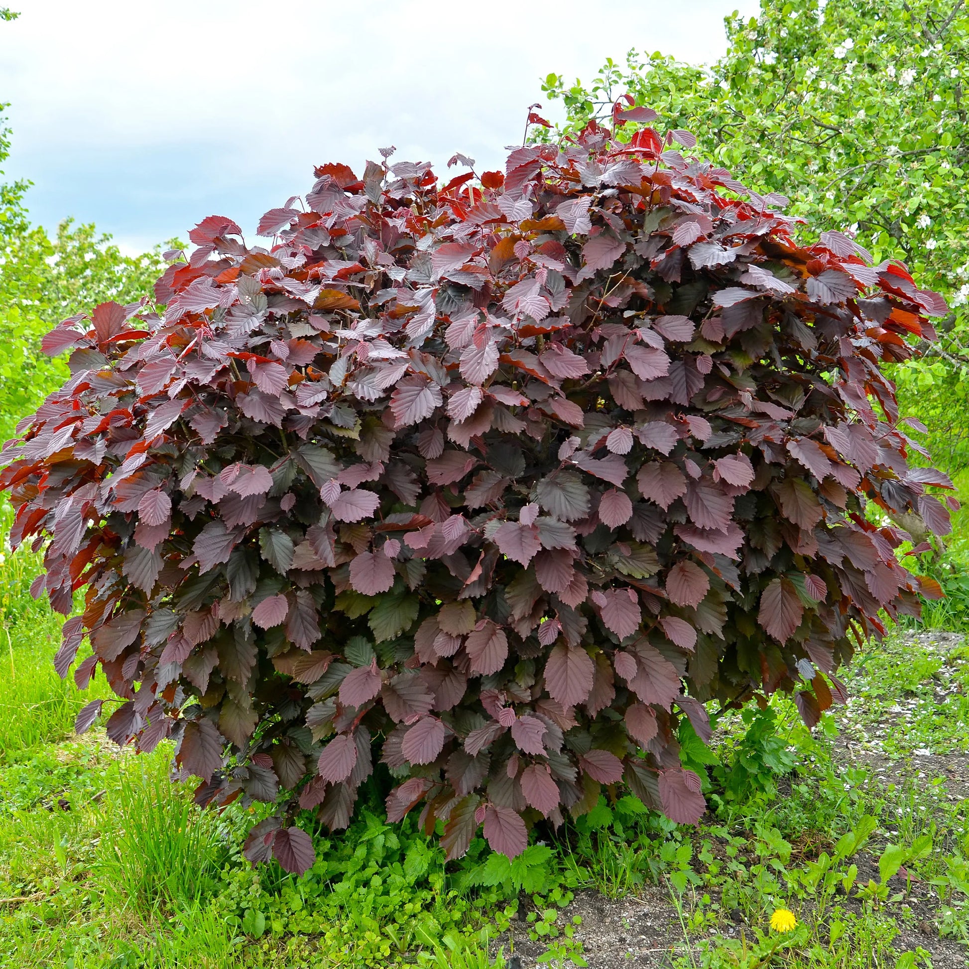 Vente Noisetier pourpre Rote Zellernuss - Corylus maxima Rote Zellernuss
