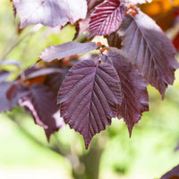 Noisetier - Noisetier pourpre Rote Zellernuss - Corylus maxima Rote Zellernuss