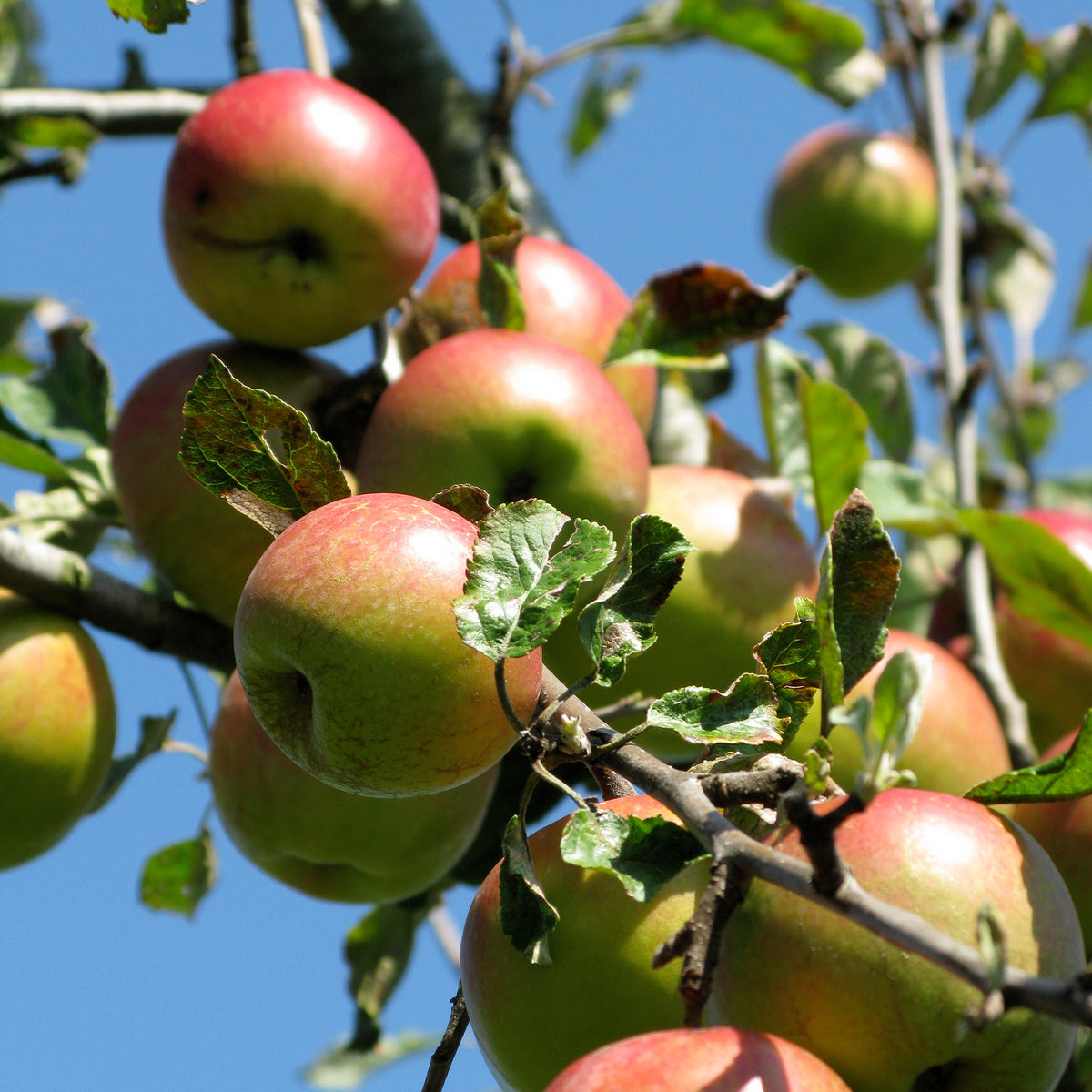 Malus domestica Braeburn - Pommier Braeburn - Pommiers