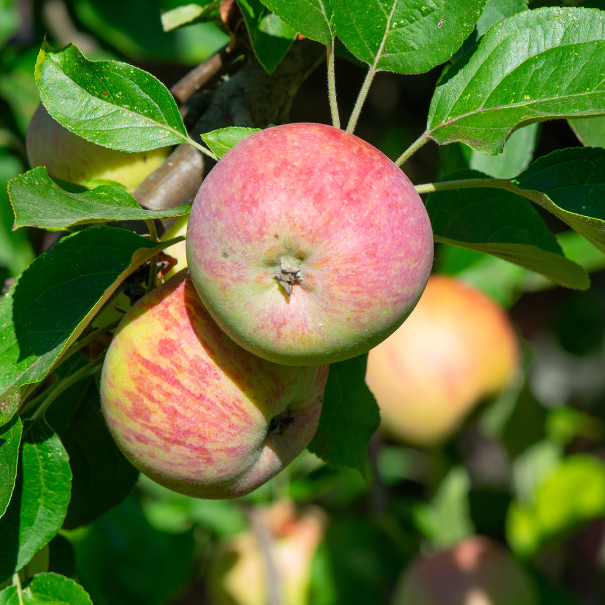 Pommier Gravenstein - Malus domestica Gravenstein - Bakker