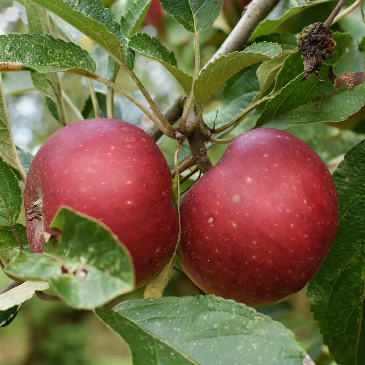 Pommier Ingrid Marie - Malus domestica Ingrid Marie - Bakker