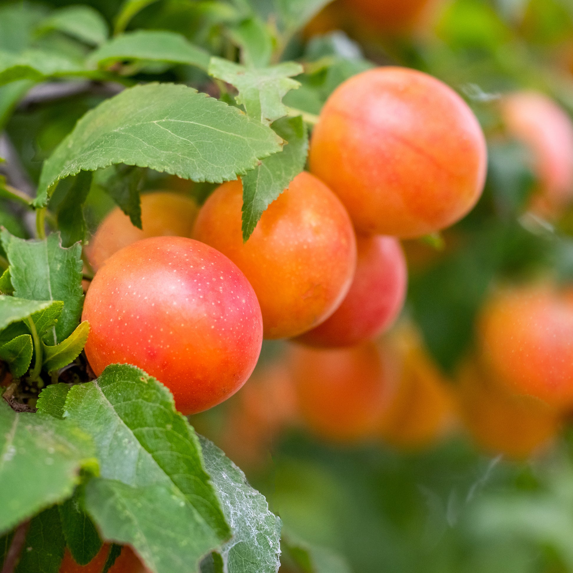 Prunier Aprimira - Prunus domestica Aprimira - Bakker