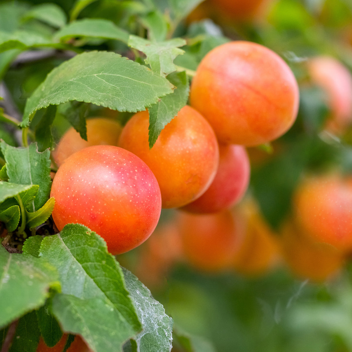 Prunier Aprimira - Prunus domestica Aprimira - Bakker