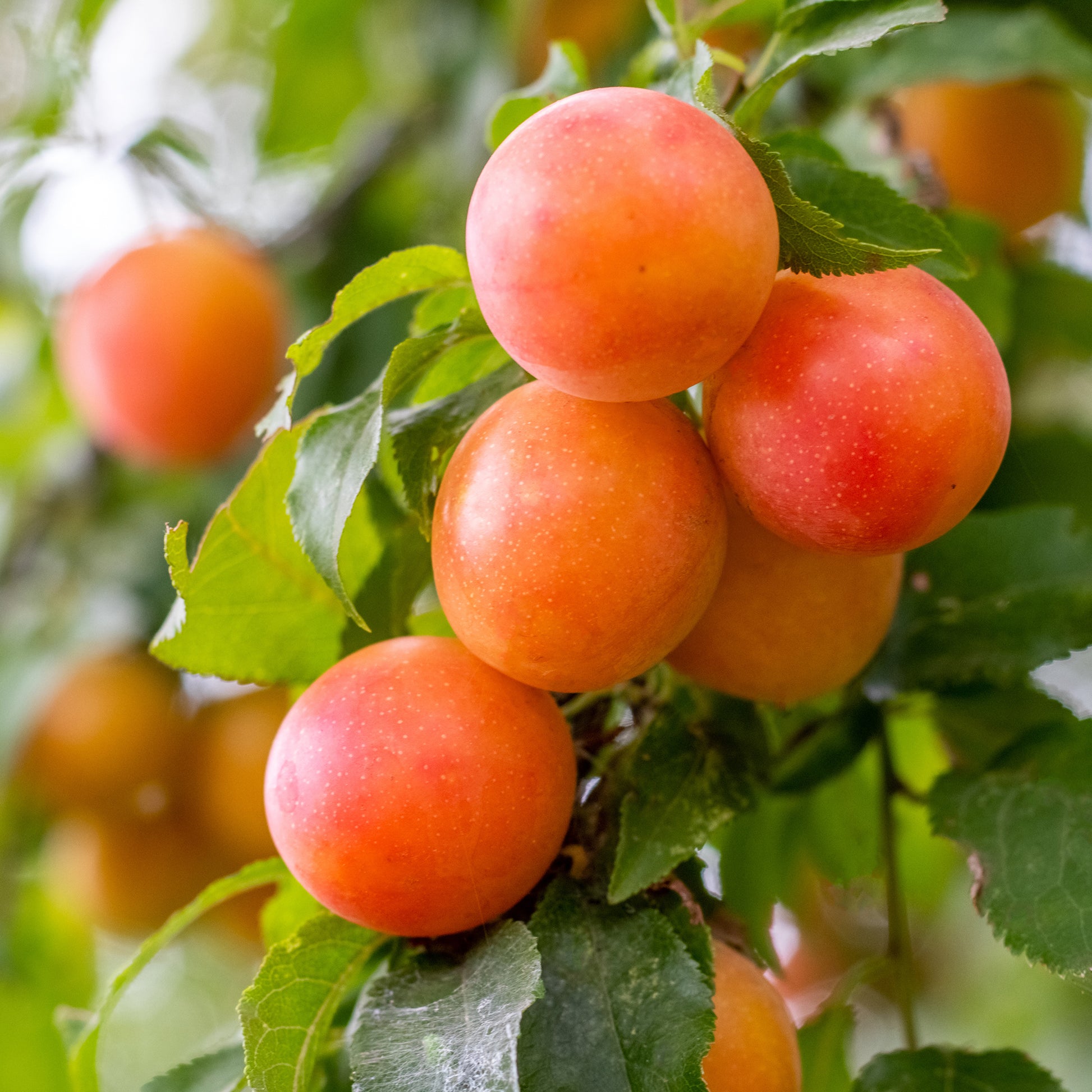 Prunier Aprimira - Bakker