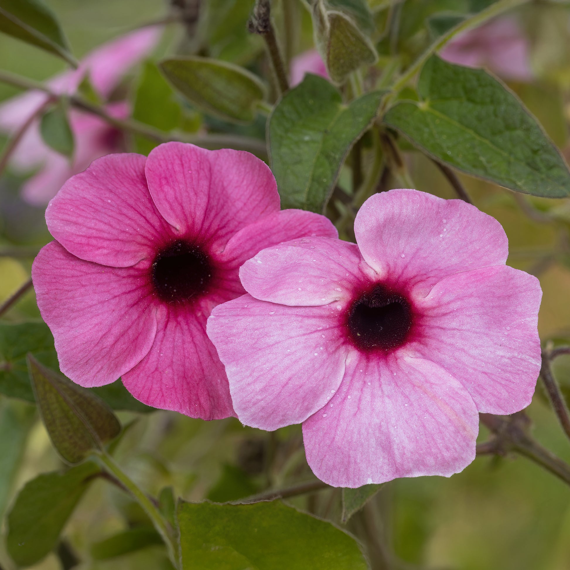 Vente Suzanne aux yeux noirs rose - Thunbergia alata Sunny Susy® Rose Sensation
