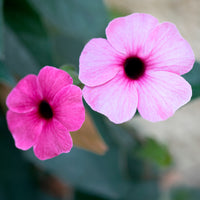 Suzanne aux yeux noirs rose - Bakker